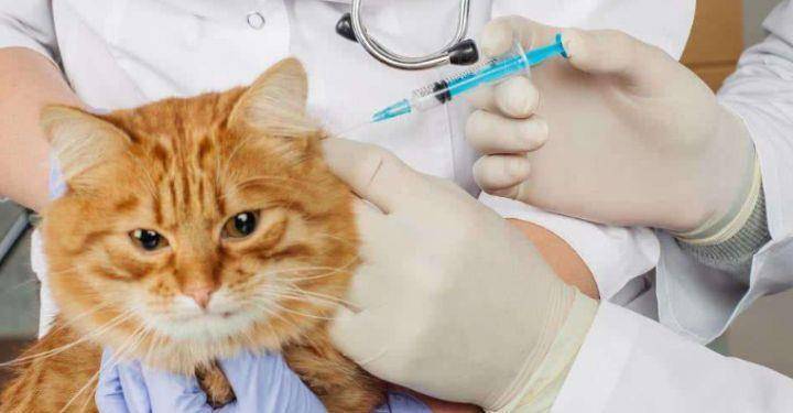 猫疫苗多久打一针