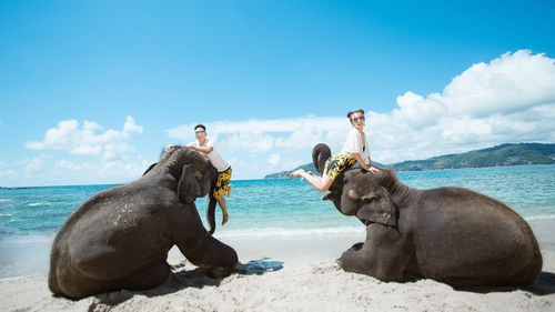 普吉岛 海边小象(额外收费1000元) (4)