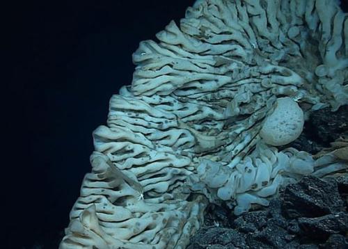 世界上最大的海绵,体积犹如小型货车,至少活了1000多年