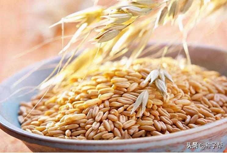 燕麦和小麦的区别(它们是两种不同的谷物)-风水人