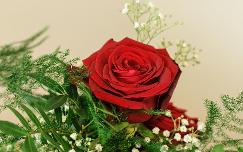 玫瑰,红色,花卉壁纸,照片,下载