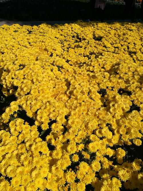 金黄色的秋菊一片连一片