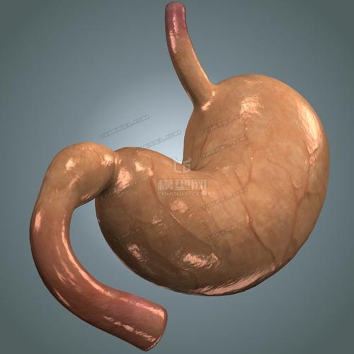 超写实精确医学级胃解剖模型 高低模 全模合并 解剖