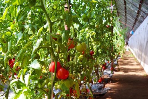 西红柿种植技术要点