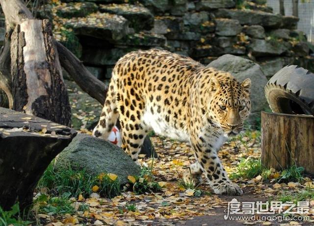豹子是一种大型的猫科动物,以速度和火速著称,豹子的种类有许多种,像