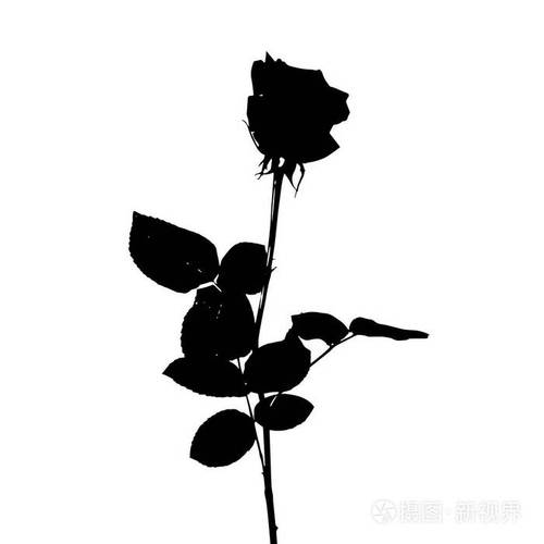 情侣头像黑白背影玫瑰