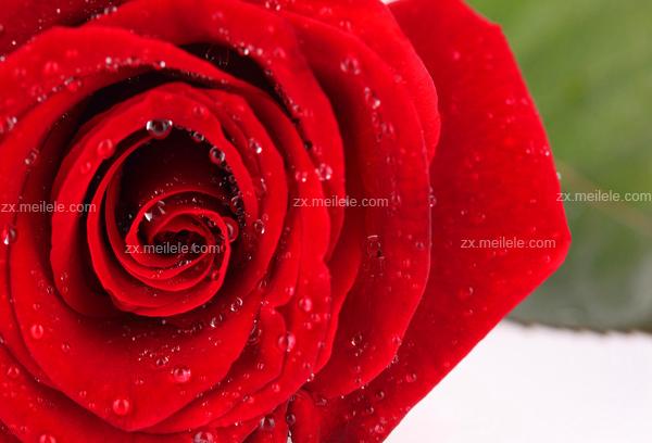 红玫瑰的花语是什么红玫瑰寓意