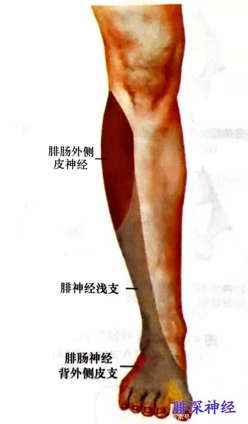 小腿和足部的神经主要与胫神经和腓总神经相关, 胫神经可接受腓肠内侧