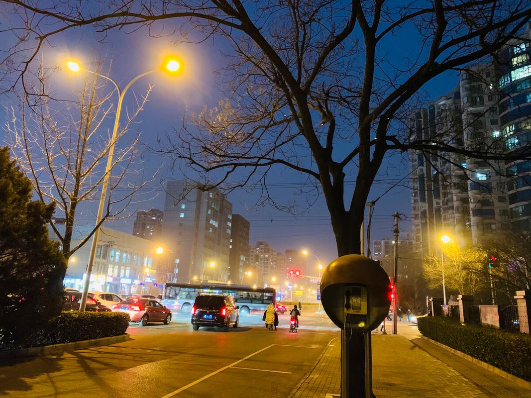 北京寒冬夜晚街头的那些树