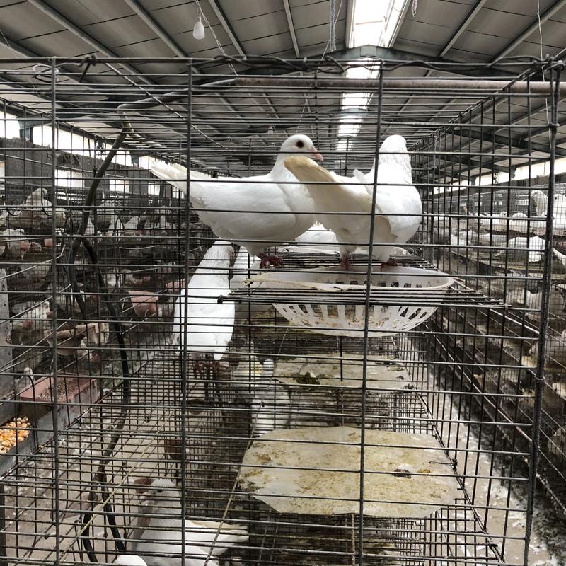 肉鸽养殖,新品种:米玛斯双肌鸽