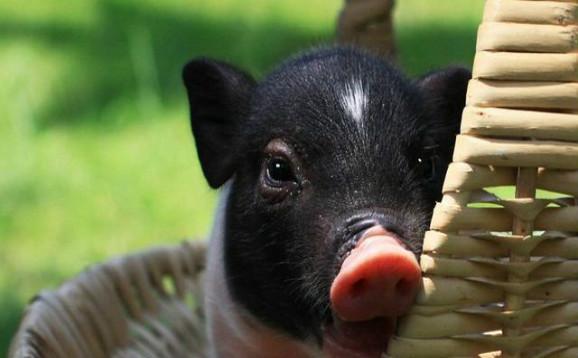 陆川猪是什么猪?中国八大名猪-陆川猪品种特点及图片