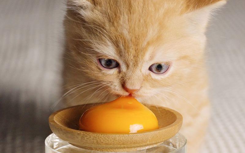 小猫什么时候能吃蛋黄