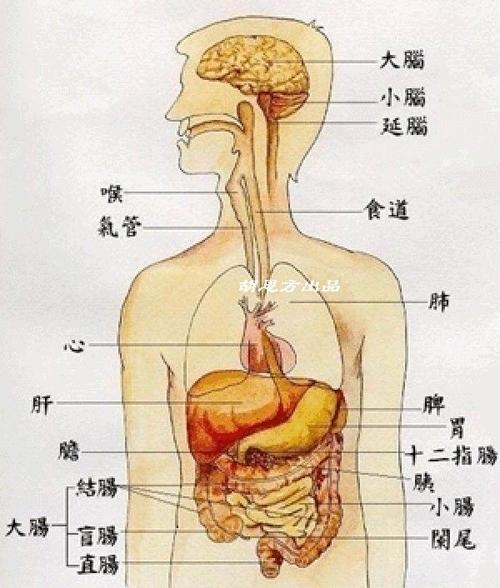 区分方式 右上:肝脏,胆囊,胆道,胰脏,十二指肠,右肾,大肠右段 左上:胃