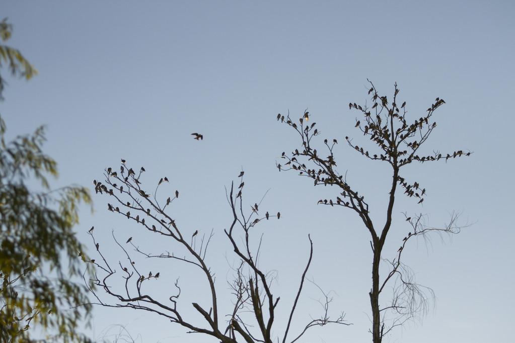 在一棵枯树上的鸟,在蓝蓝的天空上的一棵枯树上的鸟