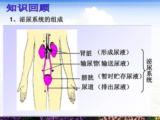 肾脏 (形成尿液) 输尿管 (输送尿液) 泌 尿 系 (暂时贮存尿液) 膀胱