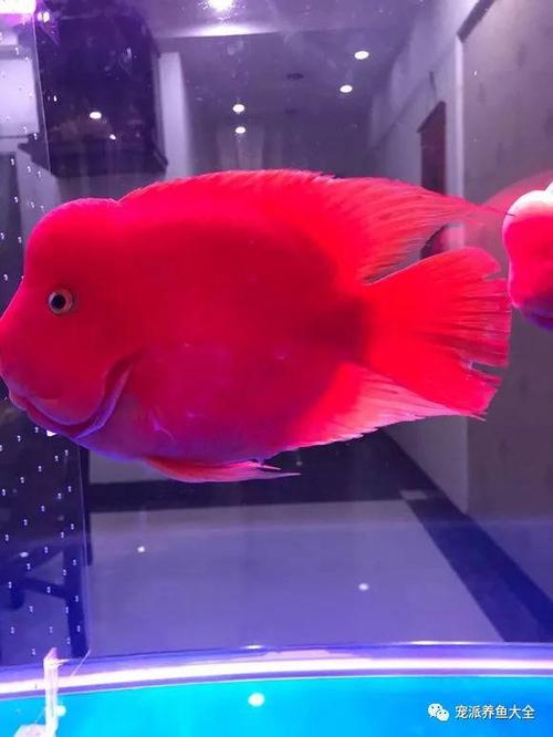 鱼友家的财神鹦鹉鱼颜值超赞,红红火火的非常讨喜!