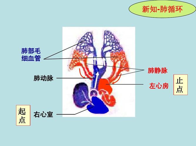 知-肺循环 肺部毛 细血管 肺静脉 肺动脉 止 左心房 点 起 点 右心室