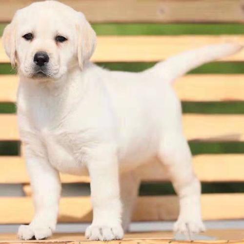 出售拉布拉多活体幼犬宠物犬小七同款奶白色黑色纯白色厂家直销