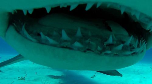 摄影师抓拍食人鲨牙齿