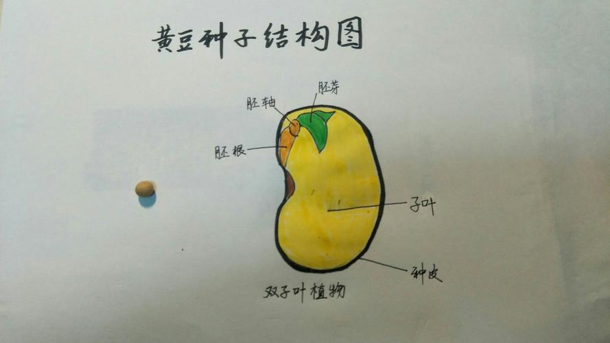 这是黄豆种子和它的胚的结构图.