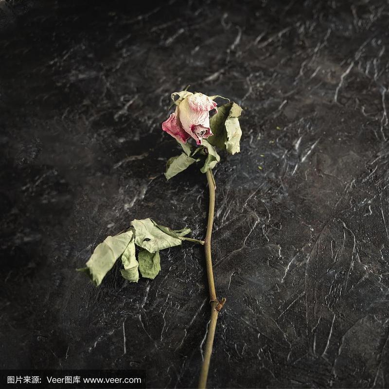 凋谢的玫瑰花在黑色的背景,悲伤和记忆的概念