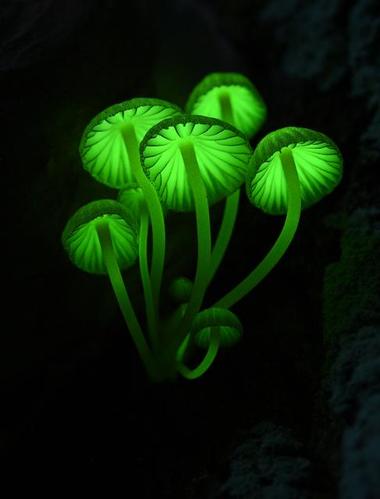 神户六甲山发光蘑菇 绽放梦幻的绿色光芒