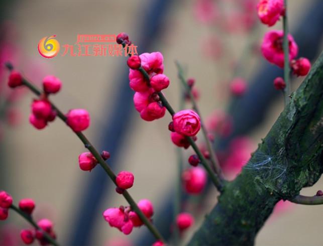 南山公园梅园中的梅花盛开,为马年的新春佳节增添了几分喜气,为人们