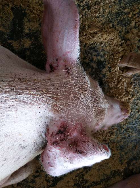 育肥猪整栋猪舍有小部分猪出现这种皮肤溃烂状况开始轻