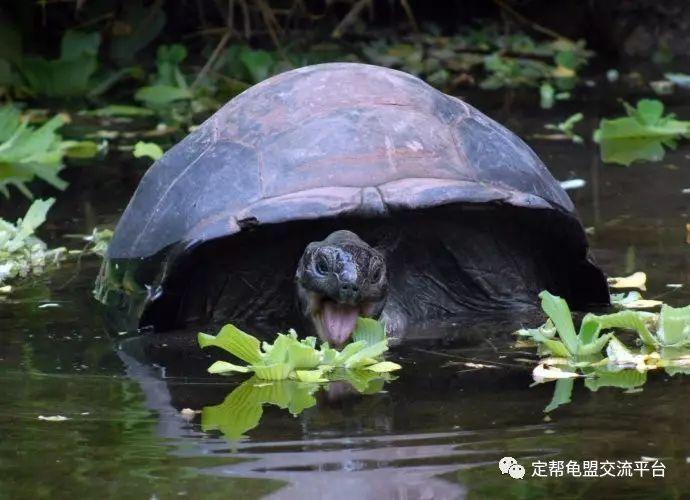 龟龟图欣赏