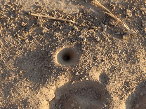 蚂蚁,洞,地面
