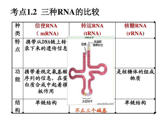 2 三种rna的比较 种 类 信使rna   mrna) 转运rna (trna) 核糖rna