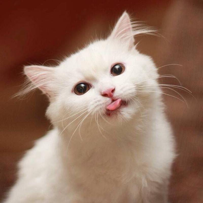 吐舌头的白猫咪