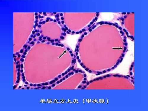 组织胚胎学课件02-第 二 章上皮组织 单层立方上皮(甲状腺)