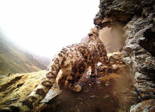 雪豹在新疆哪个保护区