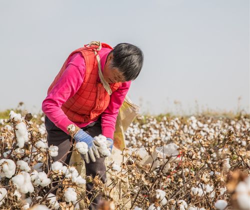 在新疆轮南镇采棉的重庆铜梁农民工.