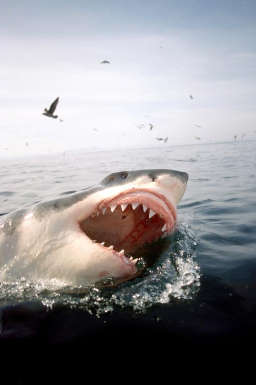 世界上最凶猛的鲨鱼有哪些