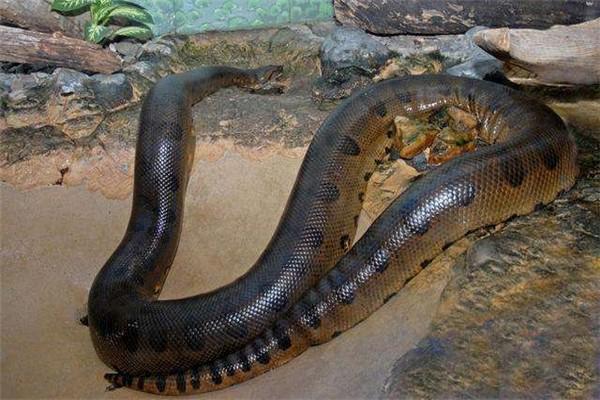 世界上最长的蛇有多长亚马逊森蚺食物链顶端存在