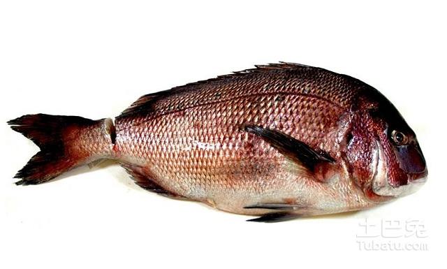 红鲷鱼价格对应的营养价值