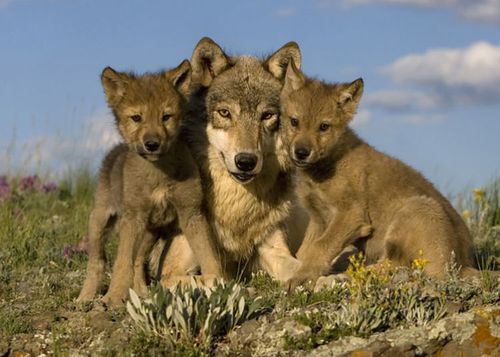 为什么狼群会养大人类婴儿而不是吃掉