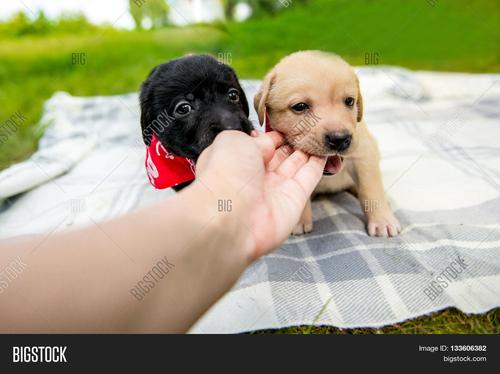 puppy和dog英文区别