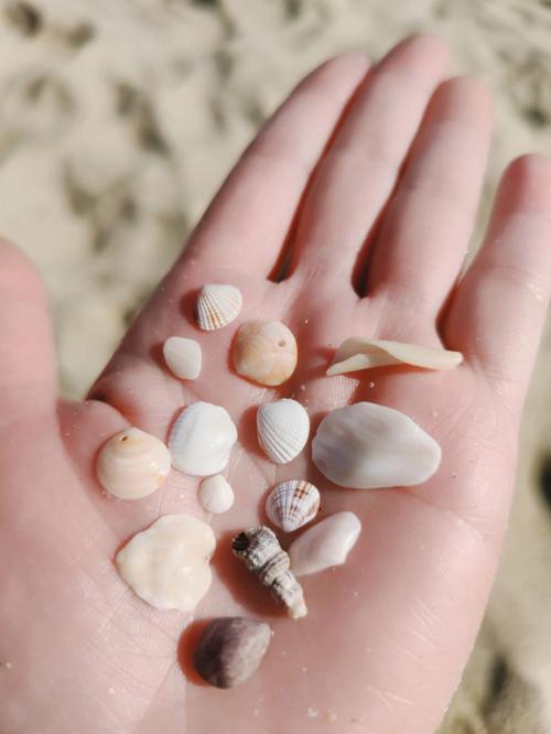 今日份海边  来海边都喜欢捡贝壳