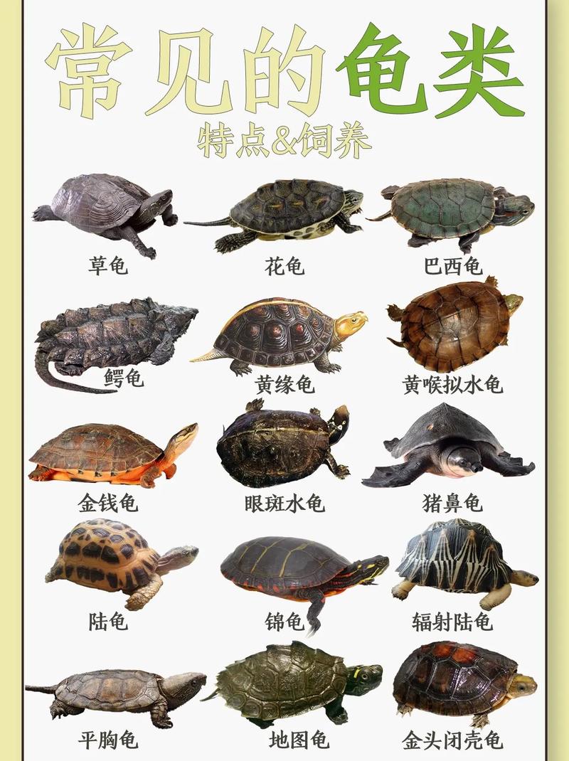 30种龟类图鉴大赏.常见龟类有巴西龟,中华草龟,地图龟,锦龟 - 抖音