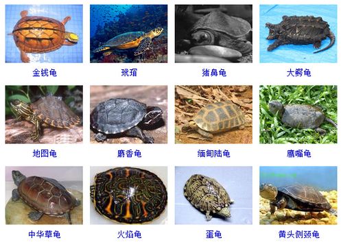 世界235种龟类大全,保证有你不知道的!
