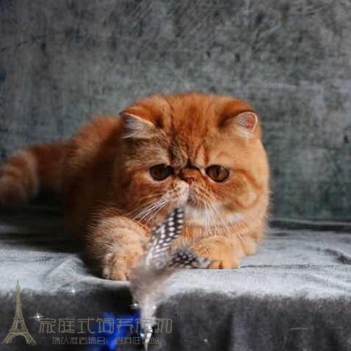 赛级红虎斑加菲猫纯种幼猫出售异国短毛猫幼崽家养活体宠物猫p