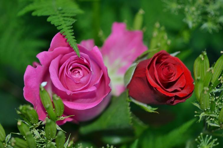 粉红色玫瑰花自然特写绿色叶绿叶鲜花夏天4k图片图片