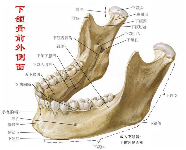 下颌骨为体部及升支部,两侧体部在正中联合.