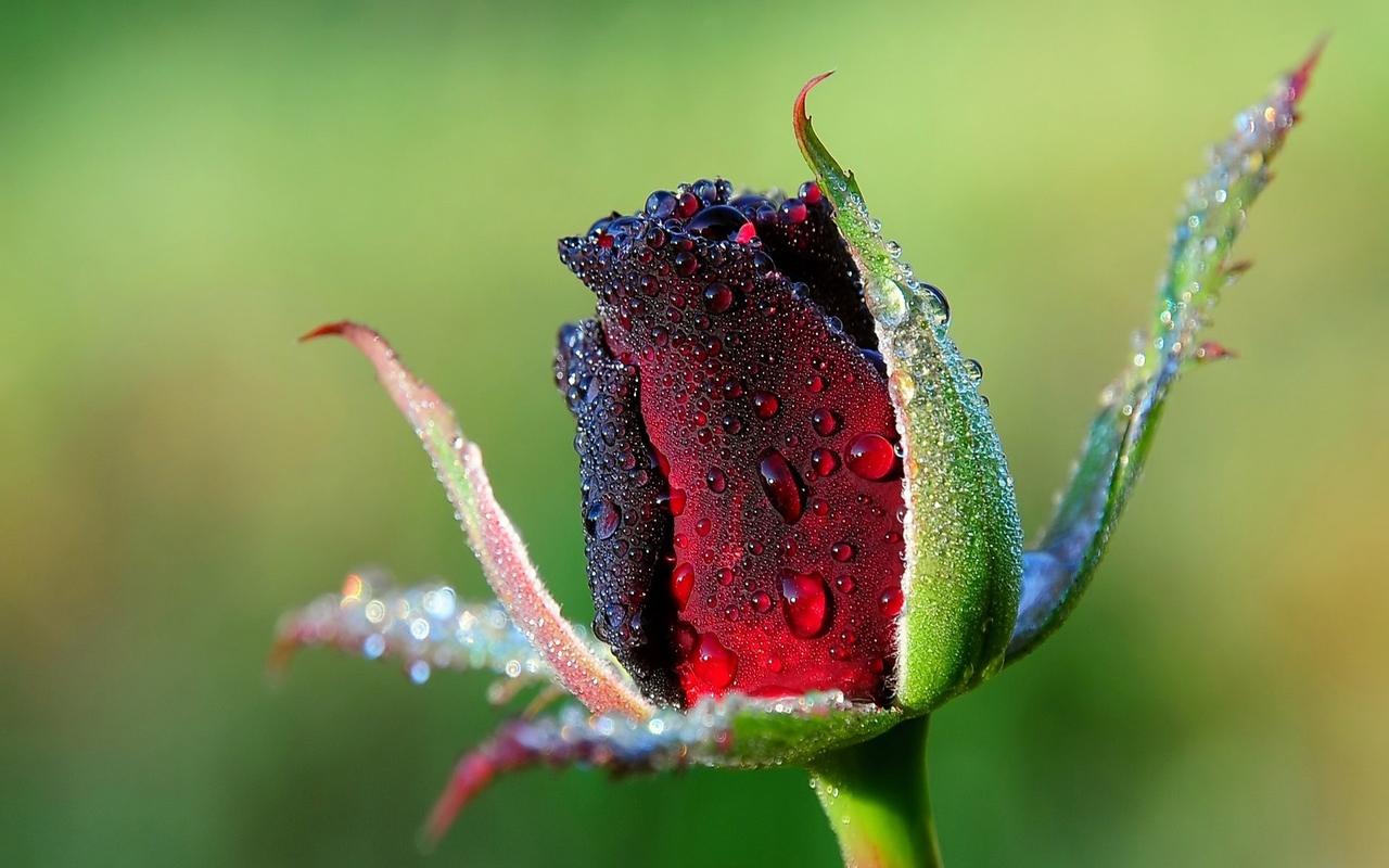 妖艳红玫瑰花高清唯美图片桌面壁纸