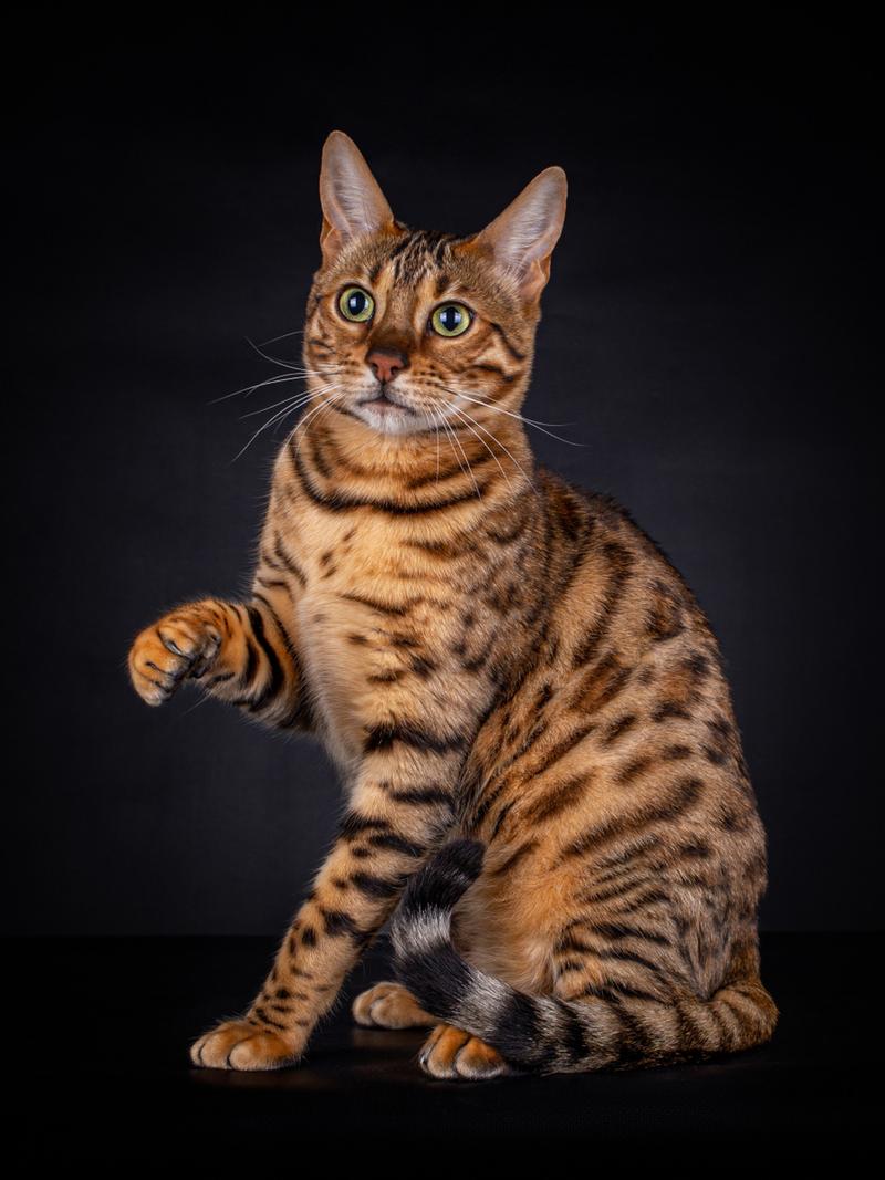 孟加拉猫(bengal cat)是一种大型,活泼,健康的猫种,被认为是世界上最