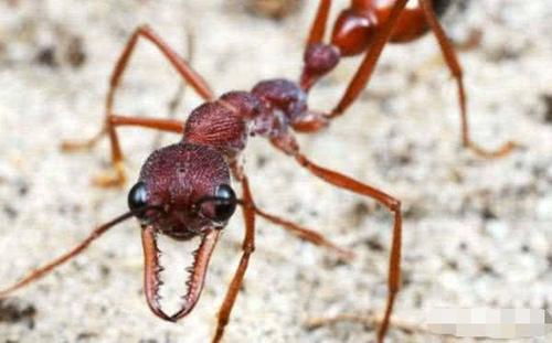 蚂蚁放大一亿倍图片