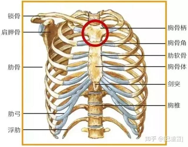一旦胸骨柄往内凹陷,哪怕是一点点非常小位置变动,都会导致整个上肢体
